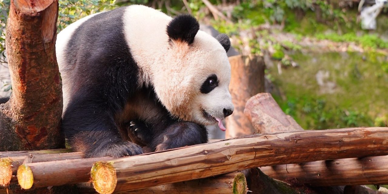 A giant panda on a wooden climbing frame at Chongqing Zoo