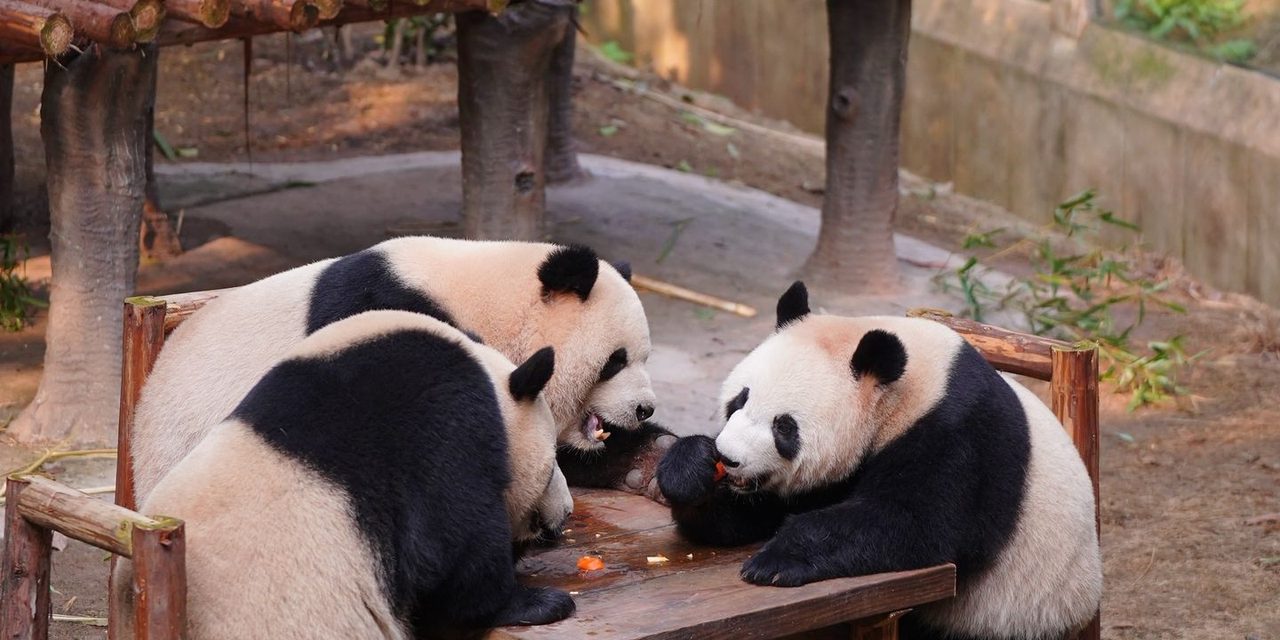 Three giant pandas eating at a wooden table in the Chongqing Zoo panda house